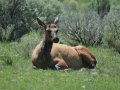 Resting Elk at Yellowstone Park