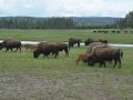 Buffalo at Yellowstone Park