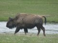 Buffalo at Yellowstone Park