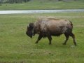 Buffalo at Yellowstone Park