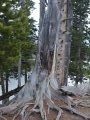 A Tree  Grows in Yellowstone Park