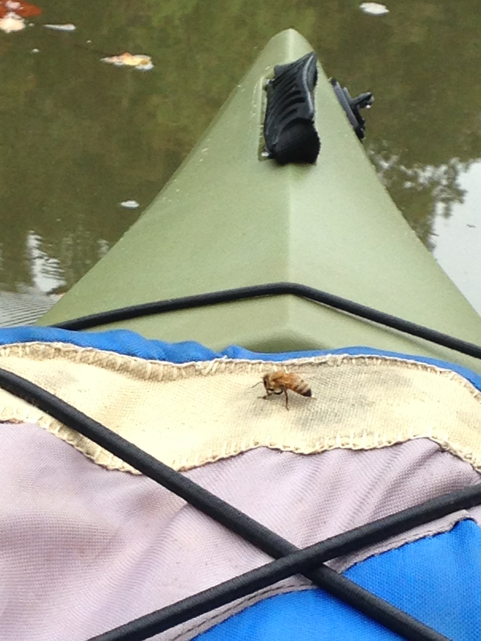 Honey Bee On A Kayak