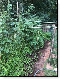 A Garden Rhapsody in Bamboo