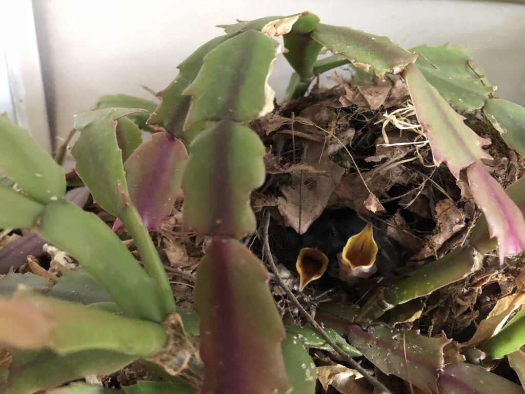 baby birds in a nest, calling out to their parents for food
