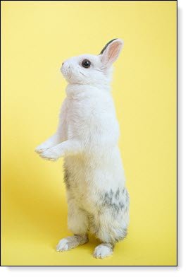 Standing Rabbit, Photo by Anna Shvets: https://www.pexels.com/photo/rabbit-standing-on-two-legs-4588055/