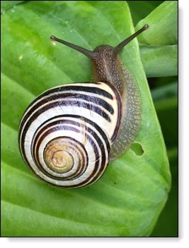 Springtime Snail, Photo by Pixabay: https://www.pexels.com/photo/white-black-and-brown-snail-on-green-leaf-209074/