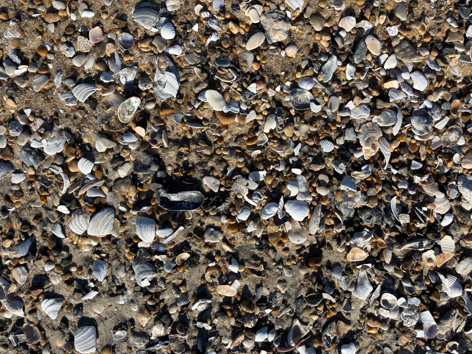 A pattern of shells and pebbles on a Cape Hatteras beach