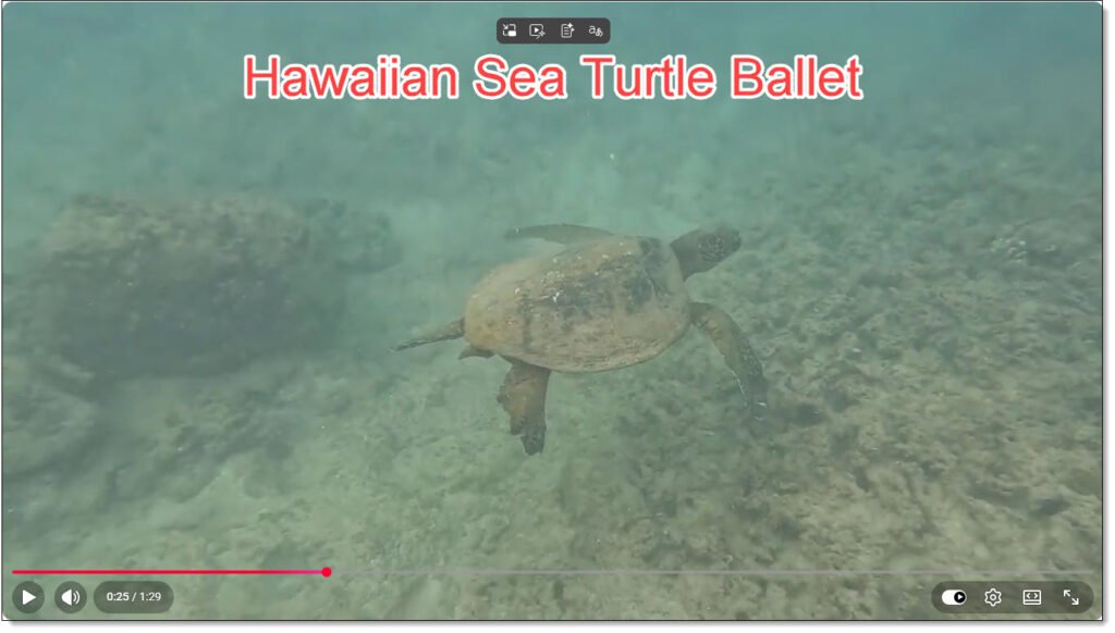 A YouTube screenshot of a sea turtle swimming underwater with the title "Hawaiian Sea Turtle Ballet" superimposed.