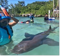 a tourist wearing blue snorkeling equipment swimming with nurse sharks at Compass Cay in the Bahamas.