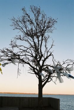 A tree by the Scott Aquarium