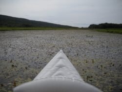 Paddling Through A Sea of Weeds