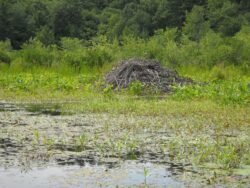 Beaver Lodge On The Basha Kill