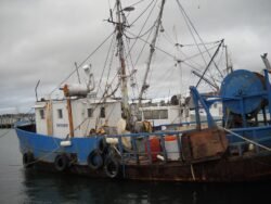 The Delores Louise