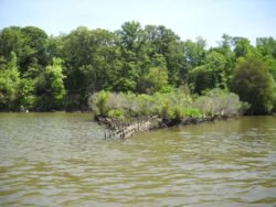 Viewing A Shipwreck in Mallows Bay