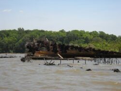 Osprey Landing On A Shipwreck