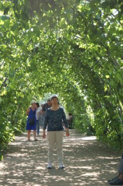 Yew Archway in Kensington Gardens