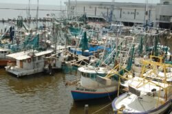 The fleet in port  at a Lake Pontchartrain, Louisiana marina