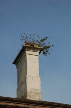 Bird Nest In A Chimney