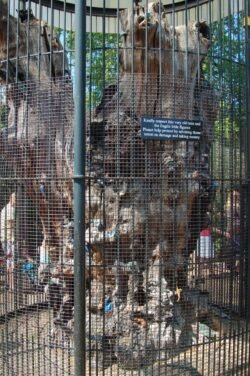Old Tree In Kensington Gardens