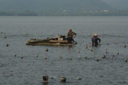 Fishing in West Lake One man on a small floating platform with a second man standing in waist-deep water. They are surrounded by posts protruding out of the water appearing to be part of fish traps