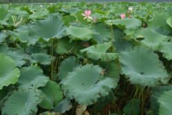 A Field of Lotus Plants A field of lotus plants with yellow flowers