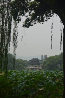 A Pavillion on West Lake looking across a pond covered in lotus plants with a traditional chinese pavillion in the background