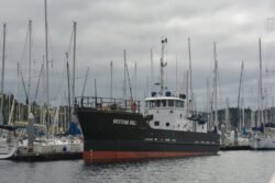 Western Gull In Elliott Marina