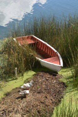 A rowboat nestled in grasses and reeds on the shore of Lake Titicaca, Puerto Luis Banchero Rossi, Puno, Peru.
