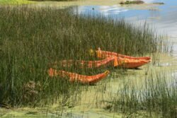 Native canoes made of reeds found locally along the shores of Lake Titicaca, Peru. These were at the smaller harbor of Puerto Luis Banchero Rossi, in the town of Puno.