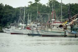 Shrimping Boats All In A Row