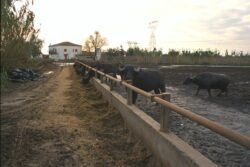 Water buffalos in a pen, separated from a muddy road with a concrete railing.