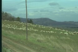 Sheep grazing on a grassy hillside