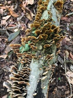 Mushrooms on a Log