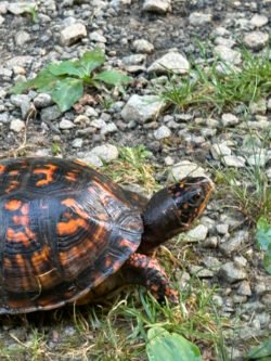 A brightly-colored box turtle with it's head extending from its shell, looking inquisitive at it's surroundings.