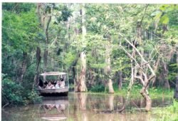 Tour Boat in the Honeywell Swamps, Louisiania