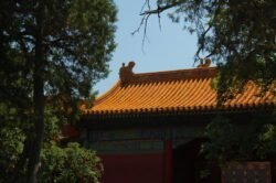 Roof Between Trees
