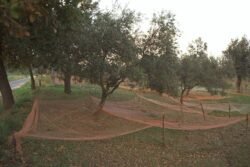 Olive Trees Outside of Montevergine