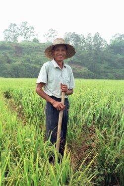 Rice farmer in His Field