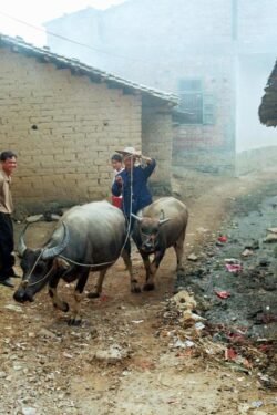 Morning Commute, Baijing, China.