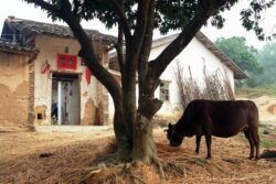 Water Buffalo and Farmhouse