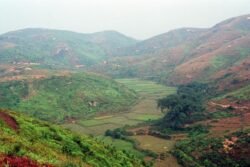 Hills and Rice Fields