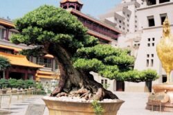 Bonsai Tree