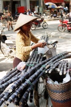 Sugar Cane Seller