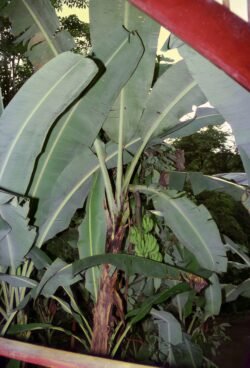 Banana Plant