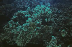 Coral Formation