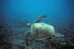 Hawaiian Green Turtle