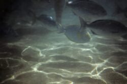 Patterns of Light and Fish