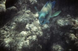 Parrot Fish