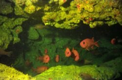 Clown Fish At night