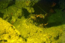 Spiny Lobsters